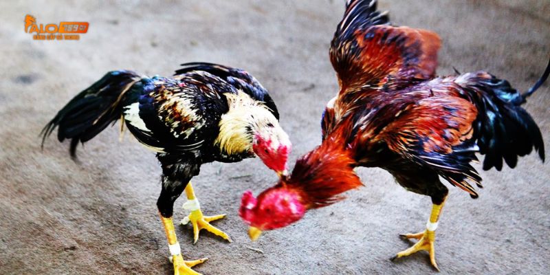 Các bước tham gia vào sân chơi hiệu quả