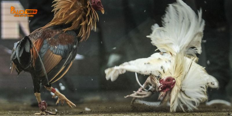 Làm thế nào để theo dõi trực tiếp đá gà đỉnh cao