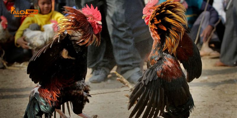 Mẹo chơi nâng cao tỷ lệ dành chiến thắng