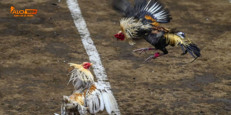 Những lợi ích mà đá gà qua mạng mang đến